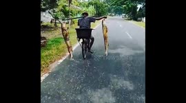 Lucky Fisherman catches Two Big Fishes Back Home