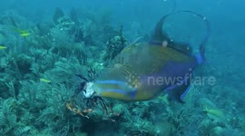 Destructive fish species normally only eaten by sharks caught by bigger fish