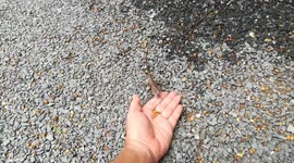 Wild lizard takes food from hand