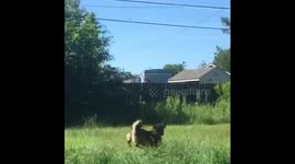 Ariasthefluffpupp sees a dragonfly