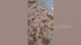 Thousands of winged ants carpet ground after rains