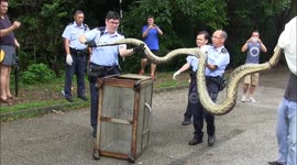 Starving 14-foot python saved from plastic noose in Hong Kong park