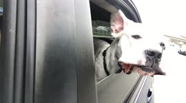 Dog enjoying car ride