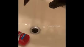 Cat trying to catch water.