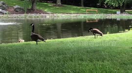 Canadian Geese and their babies