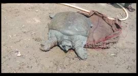 Watch - Rare 42KG turtle rescued by forest officers in Kalahandi