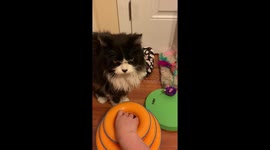 Total sour-puss cat refuses to play with any toys dangled in front of him