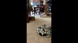 Doc and Oh No Mr Bill