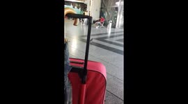 This pigeon has a hard time eating a little snack