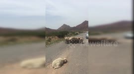 Fearless sheep block road to protect injured friend in China's Xinjiang