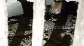 Frightened kitten rescued after hiding in storm drain to escape pack of wild dogs