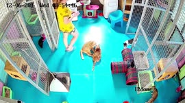 Cat Jumps On Seat As Owner Sits Down