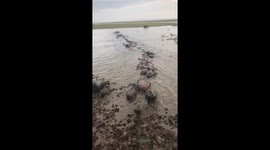 Herd of buffalo form line to wade through flood waters in Thailand