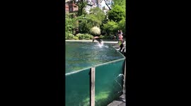 Slow motion of a sea lion in the air
