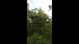 The tree broke when the men tried to climb to the top of the tree