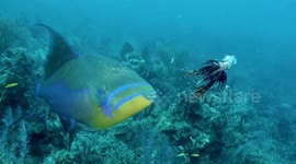 'First recording of lionfish being eaten' is captured by a diver off Cuba's coast