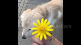 The rotating flower falls on the dog's head
