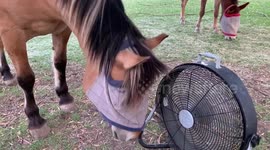 Curious Horse Kills the Electric Fan