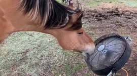 Horse Enjoys a Shampoo and Industrial Blowdry