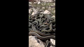 This will make your skin crawl! US man finds 'largest gathering of snakes in the world'