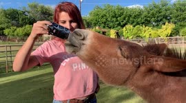 Barney the Mini Mule Guzzles a Can of Arnold Palmer