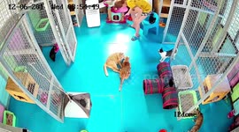 That's my chair! Sneaky kitten steals seat from owner at last second