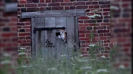 UK photographer captures comical moment elusive owl performs an early morning 'dance'