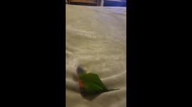 Rainbow Lorikeet plays fetch