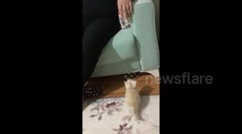 Kitten has an adorable attempt to jump onto a couch in Turkey