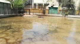 Speedy Under Cover Hippo Enjoys Water