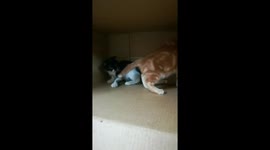 Kitty Got knocked down in male fight