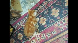 Brown Male Cat Tries To Eat Bones