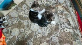 Four Kitties Fight On Bed