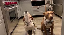 Beagle howls at the top of his lungs for dinner
