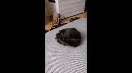 Furry cat rolling