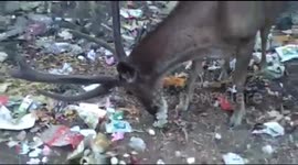 Heartbreaking footage of wild deer munching on plastic-wrapped leftovers