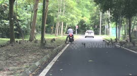 Wild Monkeys Cause Traffic Jam