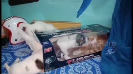 Cat Hides In Box From Puppies