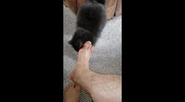 Cat with feet fetish