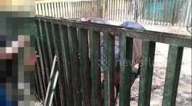Hungry Family Hippo Eat By little boy visit Giza Zoo