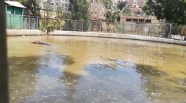 Family Of Six Hippos Enjoys Lake Water