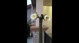 Time lapse of our queen cactus blooming overnight
