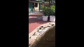 Wee Birdie taking a bath