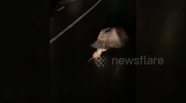 Driver catches the moment an 'injured' owl flies off carrying a massive possum in Sydney