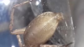 Lace Web Spider- They Bite which is painful