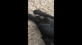 A happy puppy licks her treat filled bone making cute sounds