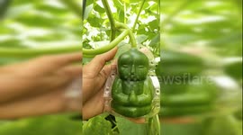 Chinese farmer shows how he makes unqiue baby-shaped cucumbers