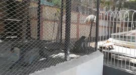 Baby Feeding Carrots To Chlorocebus aethiops