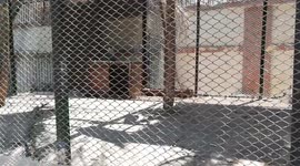 Chlorocebus aethiops Got Distracted By Visitors