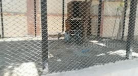 Cute Gray Chlorocebus aethiops In Zoo